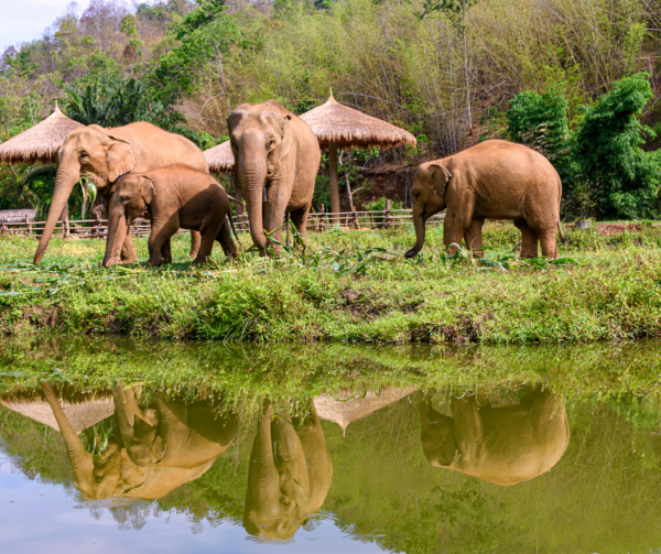 Elephant Sanctuary Pattaya Thailand