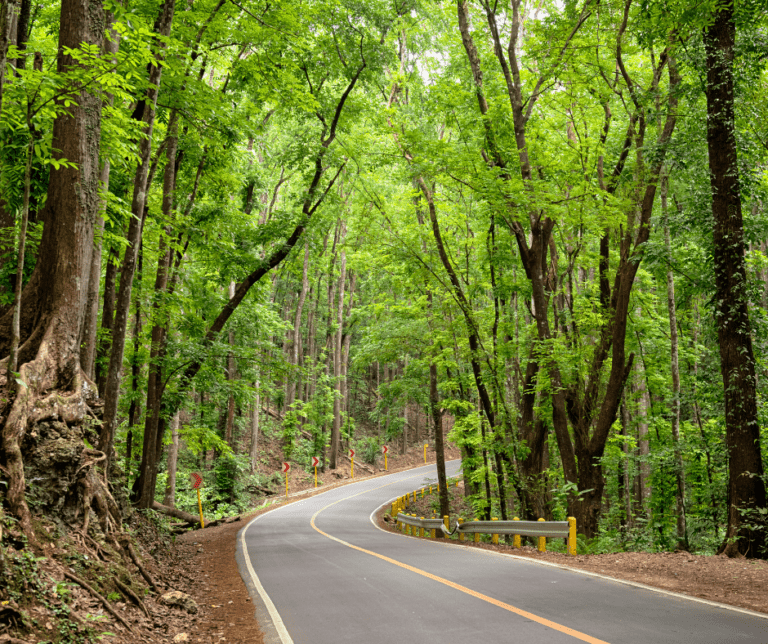 Man-made Forest Bohol