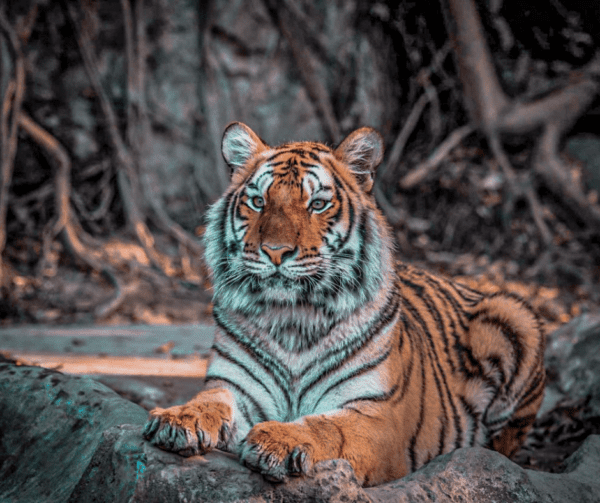 Tiger Topia Sri Racha Zoo, Pattaya Thailand